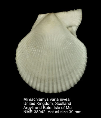 Mimachlamys varia nivea.jpg - Mimachlamys varia nivea(MacGillivray,1825)